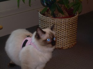 Lilly_ret copy_May2013