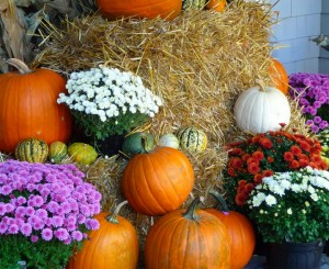 fall_pumpkins