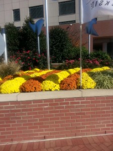 Dockside Fall landscaping 2015