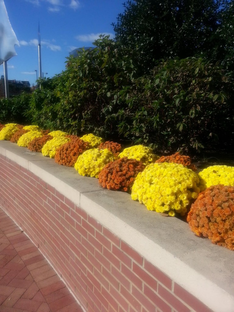 Dockside Fall landscaping 2015-4