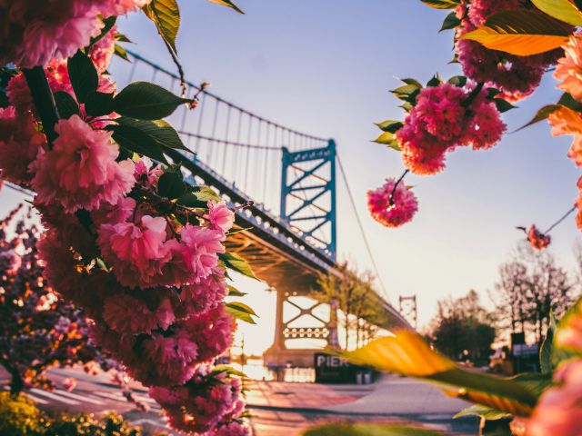 cherry-blossom-phila